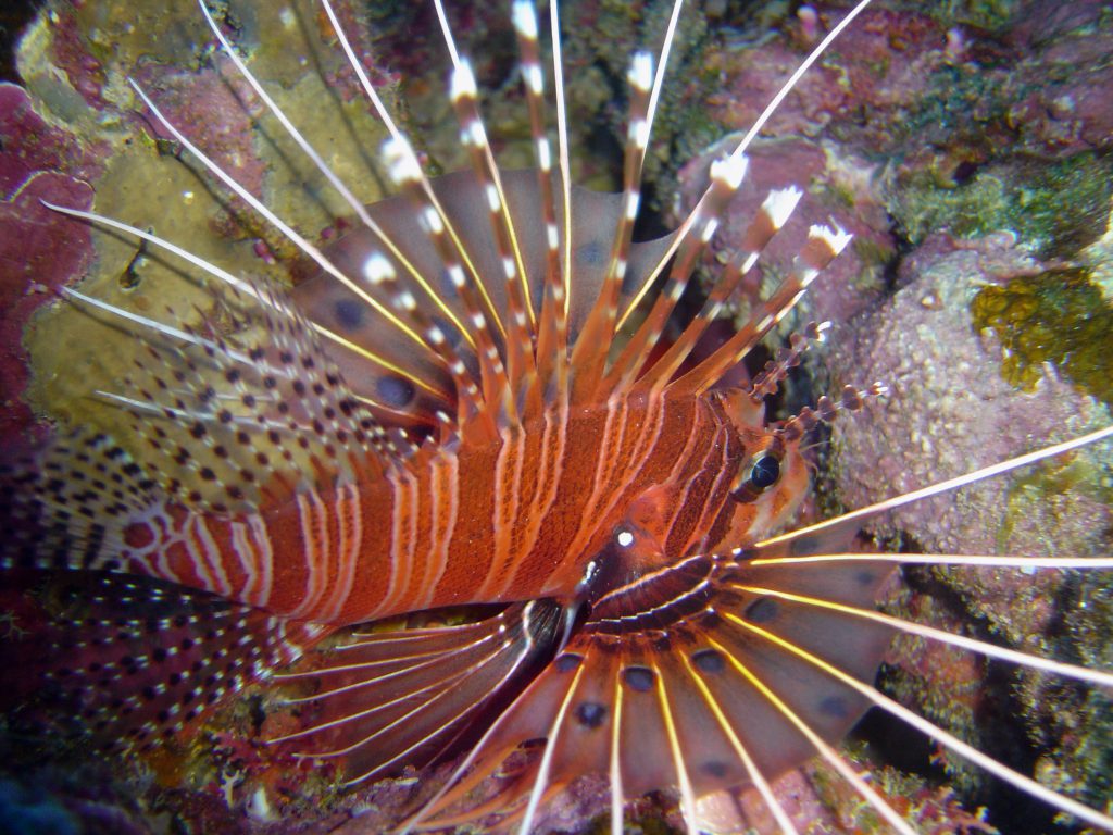 Lionfish. Credit: NOAA
