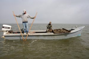 Commercial fishermen harvesting oysters in Apalachicola. Credit: Florida Fish and Wildlife Conservation Commission