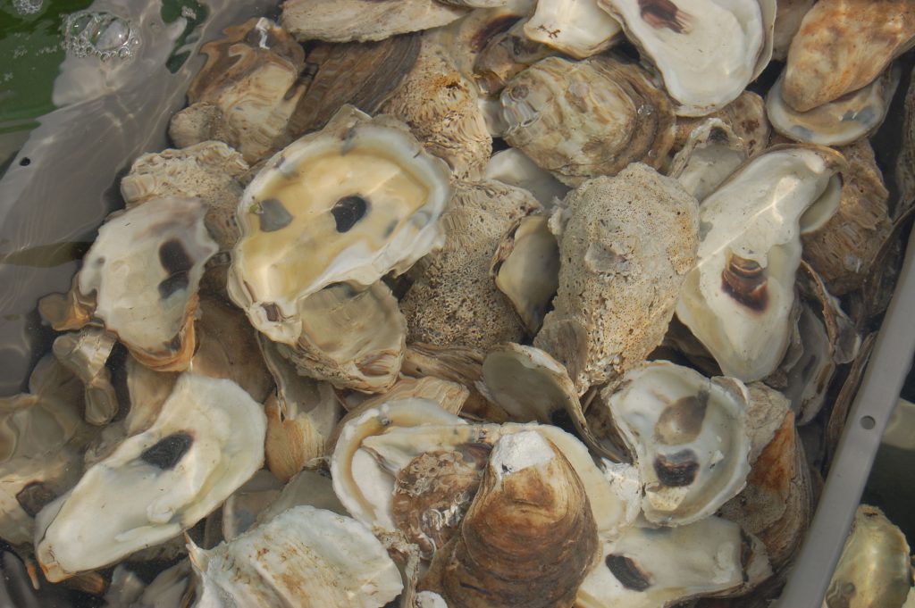 NHSG-funded research at the University of New Hampshire is revealing more information about pathogenic Vibrios in oysters to prevent human illness.  Credit: Rebecca Zeiber