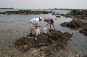 Michael Chambers and Megan Peavey with New Hampshire Sea Grant look for seaweed samples to use for their nursery experiments.