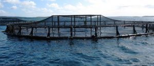 business plan on fishery farming