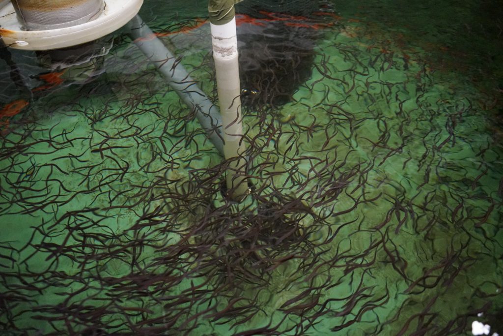 Maine Sea Grant provides funding support to explore eel aquaculture in Maine. Photo credit: Christopher Katalinas, National Sea Grant Office