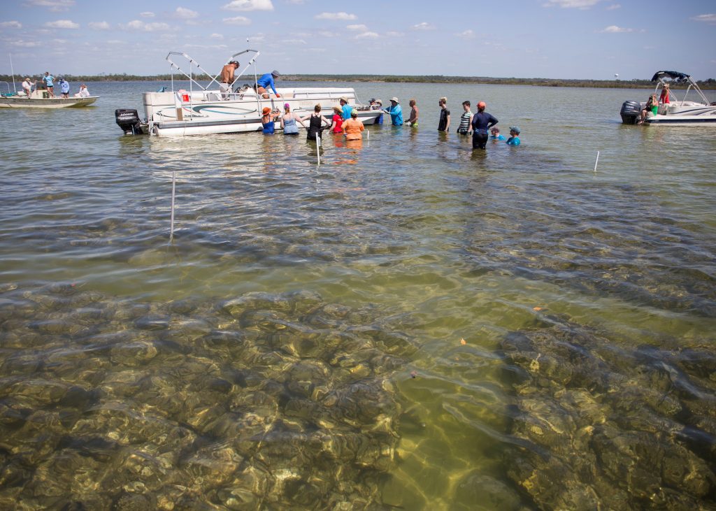 The released oysters will filter water, stabilize the shoreline and provide habitat for other marine life. Photo: Camila Guillen, University of Florida | IFAS