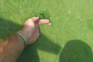 Harmful Algal Bloom Lake Erie