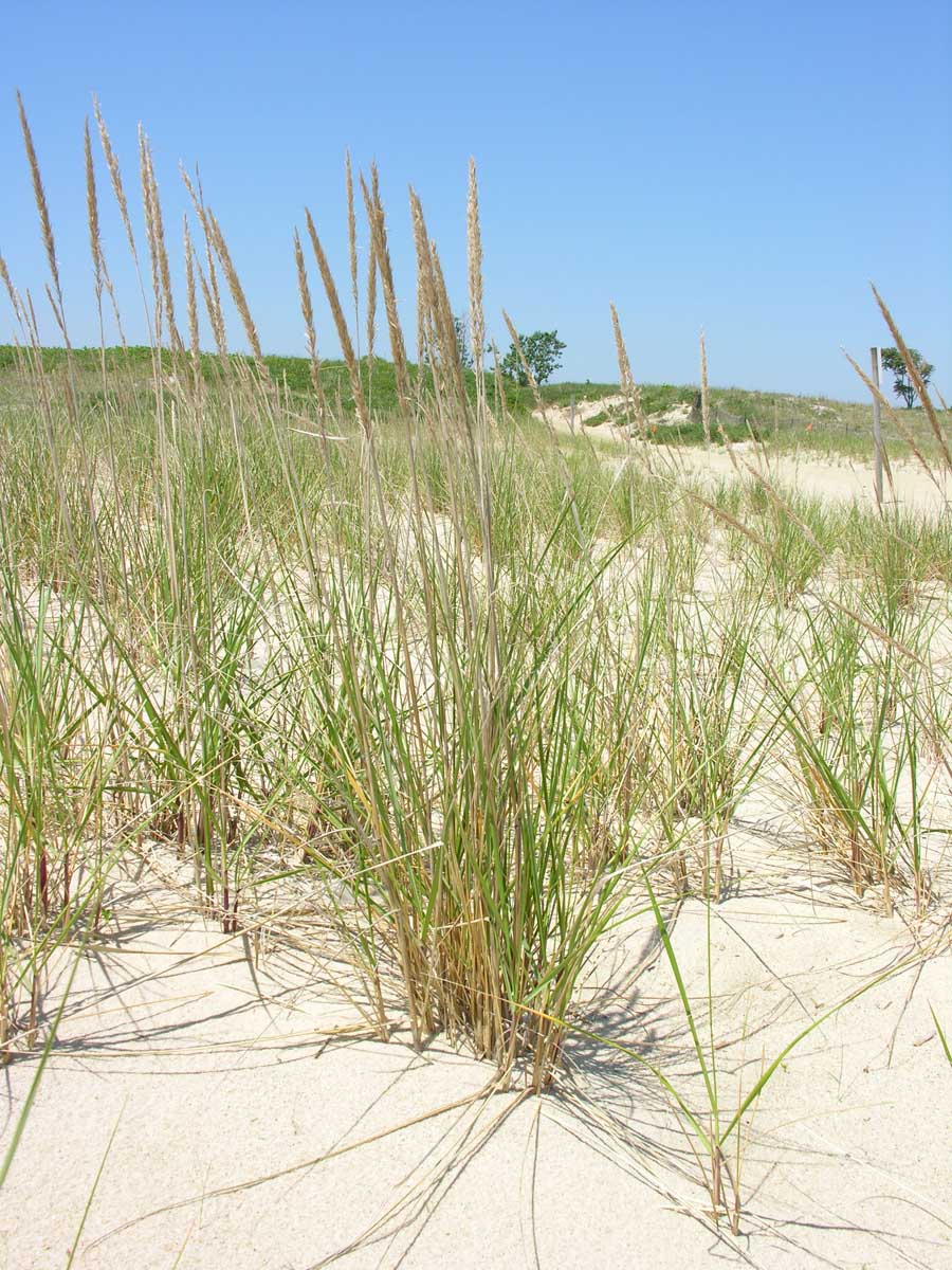 Dune it Right - NOAA Sea Grant