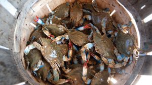 Basket full of blue crabs