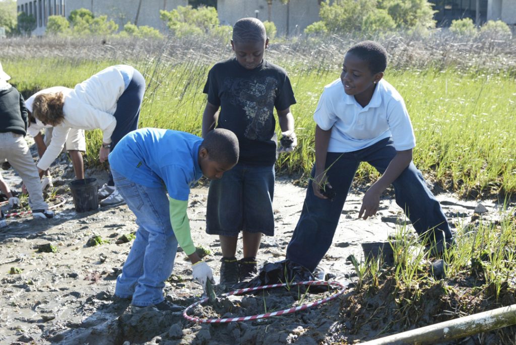 Students from Murray-LaSaine Elementary School in Charleston step lightly on the pluff mud while planting Spartina alterniflora seedlings as part of the From Seeds to Shoreline program