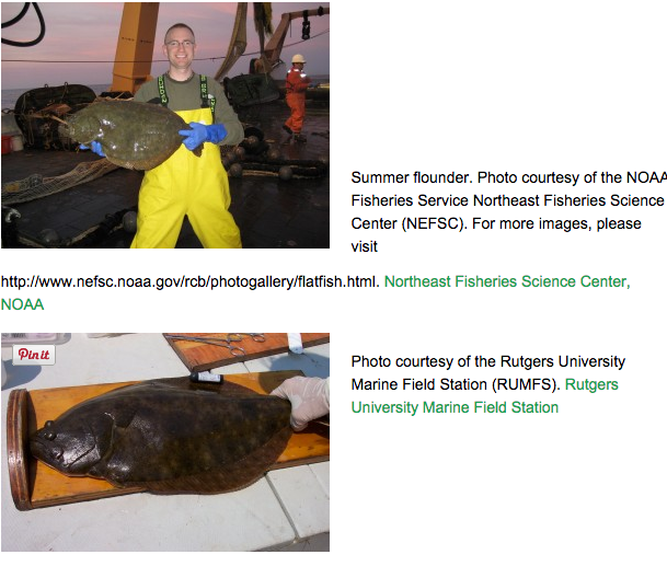 Research on Effects of Climate Change on Distribution of Summer Flounder