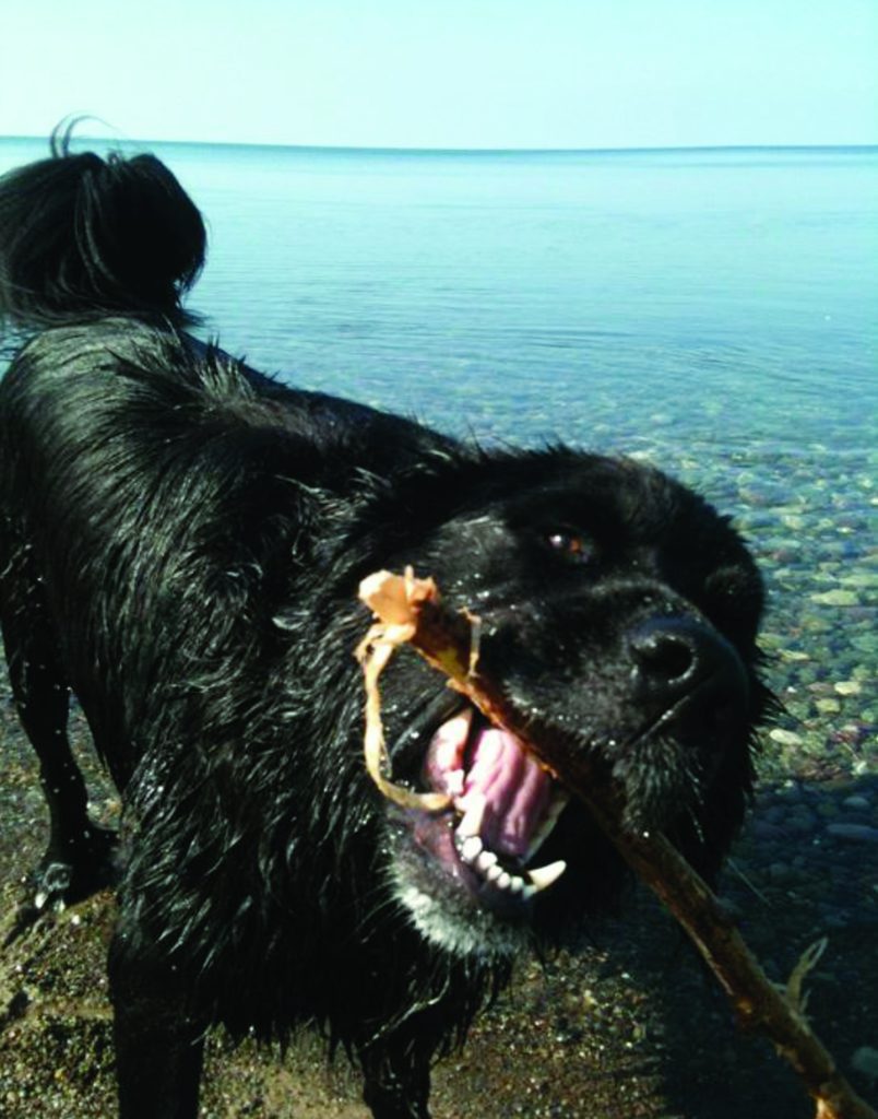 Dogs and water quality