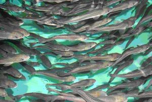 Sablefish or Black Cod