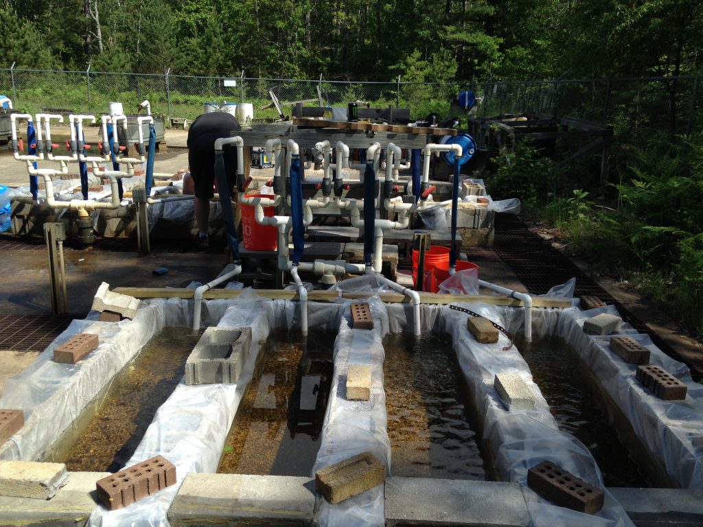 A picture of an experimental set up outside. Four streams constructed of cinder blocks lay side by side filled with gravel and water. At the upstream end, there are white PVC pipes that feed into the streams.