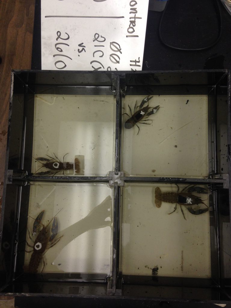 An overhead view of a black Plexiglas box, sectioned into quarters. The box is filled with water and in each quarter there is a crayfish marked with either a white X or O behind its eyes.