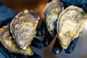 Oysters in a pair of gloved hands