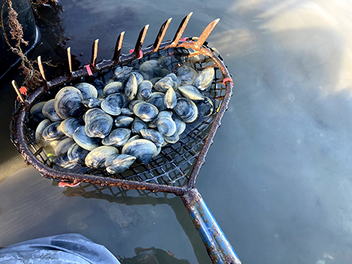 A net of farmed hard clams is held over water.