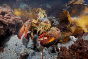 An American lobster photographed off the coast of Gloucester, Massachusetts by Keith Ellenbogen | MIT Sea Grant Visiting Artist.