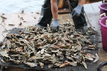 A local fisherman sorts through a catch of clustered wild oysters. Image: Katy Smith